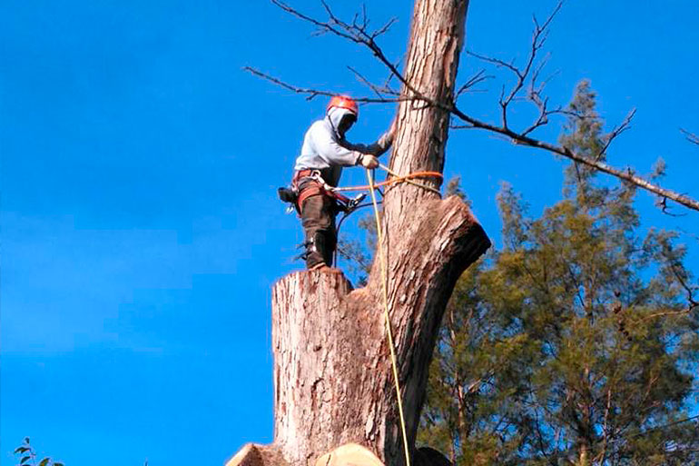 Lumberjacks Tree Trimming https://mylumberjacks.com