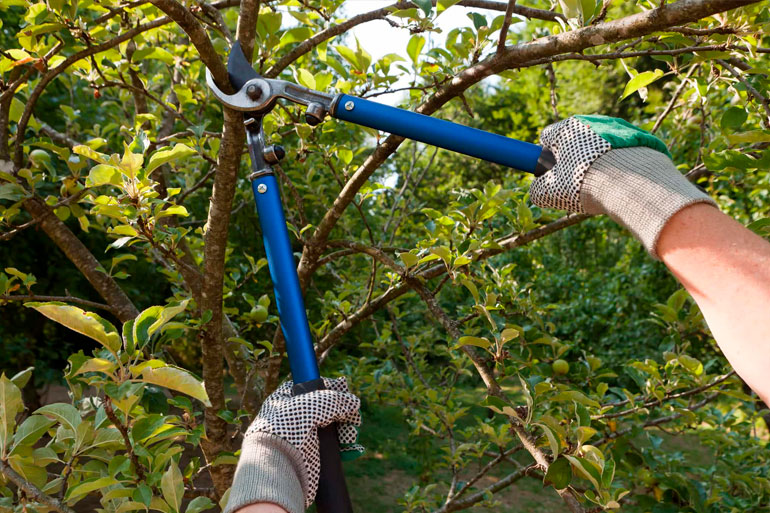 Lumberjacks Tree Maintenance https://mylumberjacks.com