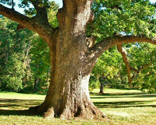 Lumberjacks You should know https://mylumberjacks.com