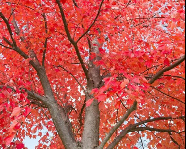 Lumberjacks You should know https://mylumberjacks.com