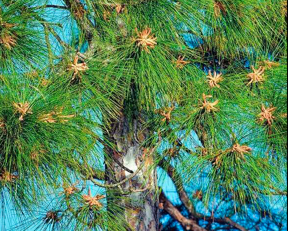 Lumberjacks You should know https://mylumberjacks.com