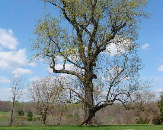 Lumberjacks You should know https://mylumberjacks.com