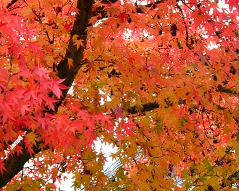 Lumberjacks You should know https://mylumberjacks.com