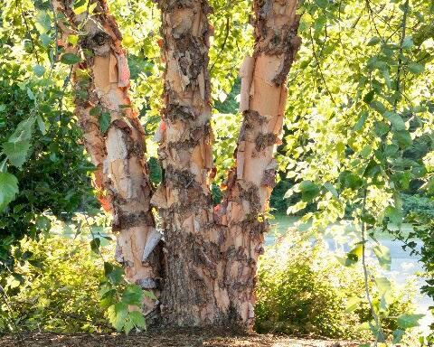 Lumberjacks You should know https://mylumberjacks.com