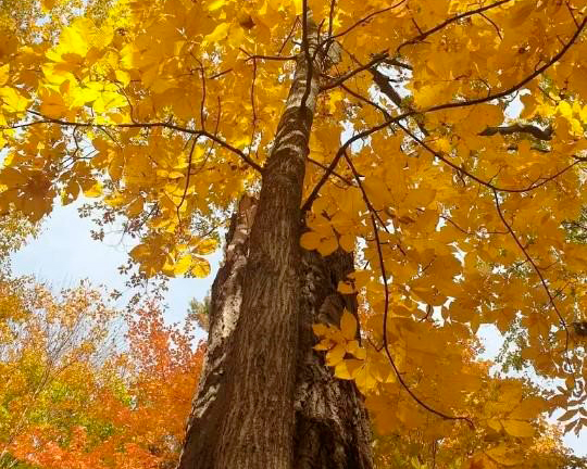 Lumberjacks You should know https://mylumberjacks.com