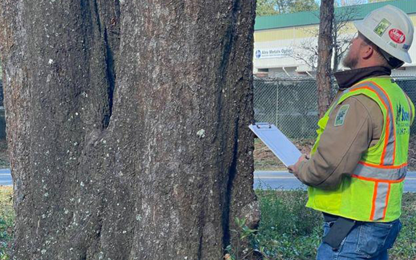 How to Tell If a Tree is in Danger of Falling?