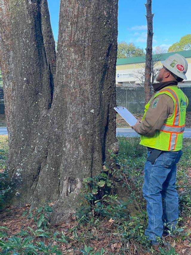 Lumberjacks How to Tell If a Tree is in Danger of Falling? https://mylumberjacks.com
