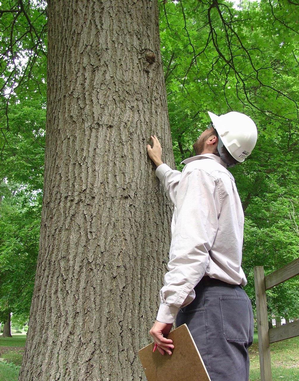 Lumberjacks Why Hire Professionals? https://mylumberjacks.com